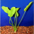 راهنمای نگهداری و پرورش گیاهان آکواریومی - اسپاتی فیلوم آبزی